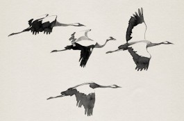  Kraniche